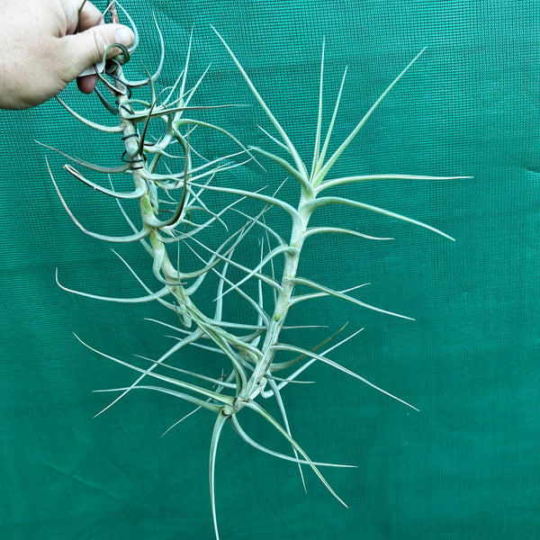 Tillandsia - mereliana (Fragrant) - Air Plant Decor