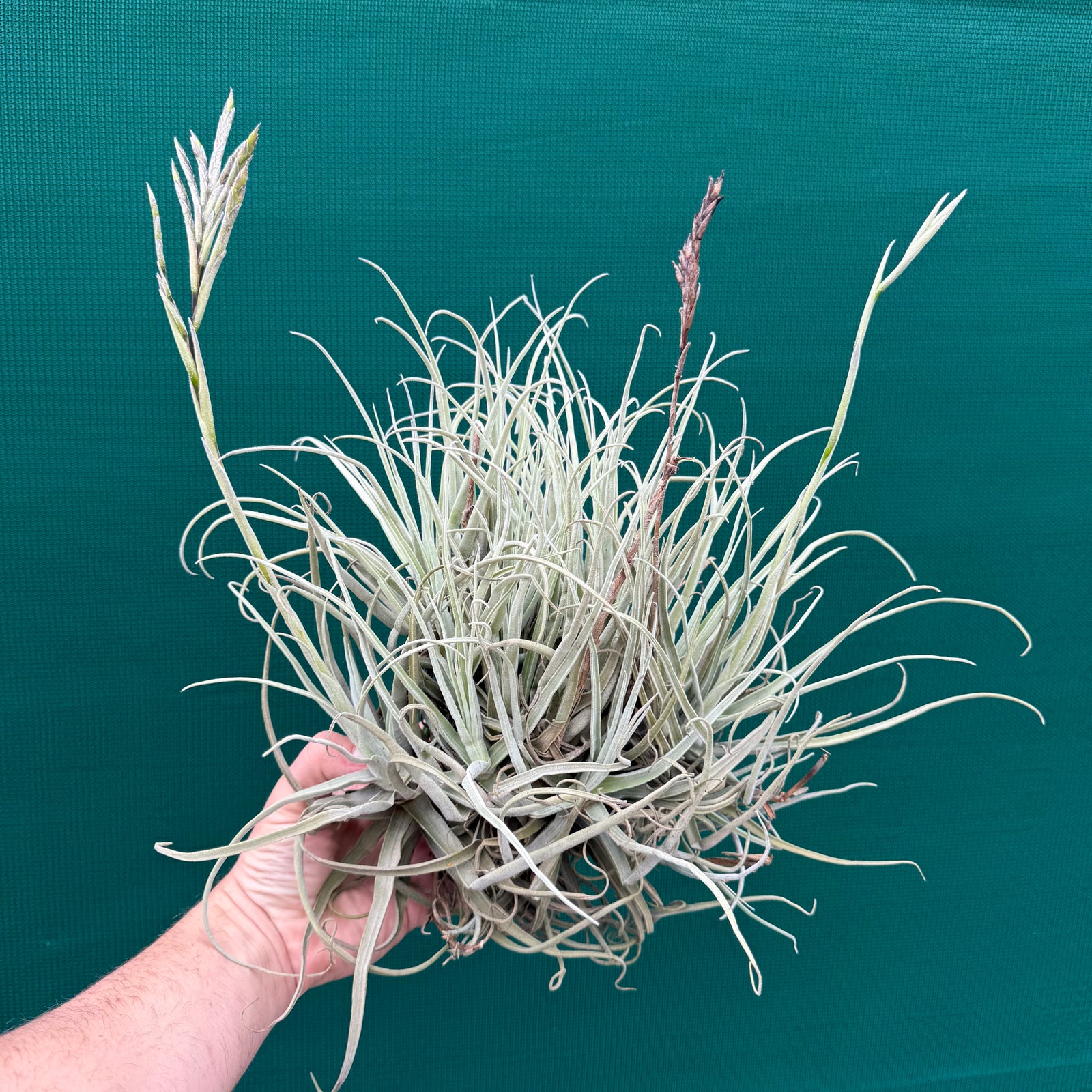 Tillandsia streptocarpa ‘Bak’ (Mature Clump) NEW