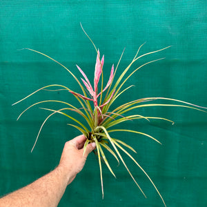 Tillandsia - trieta x streptophylla ex. BG