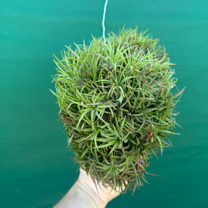 Tillandsia ionantha ‘BOE1590’ ex. PT (Mature Clump)