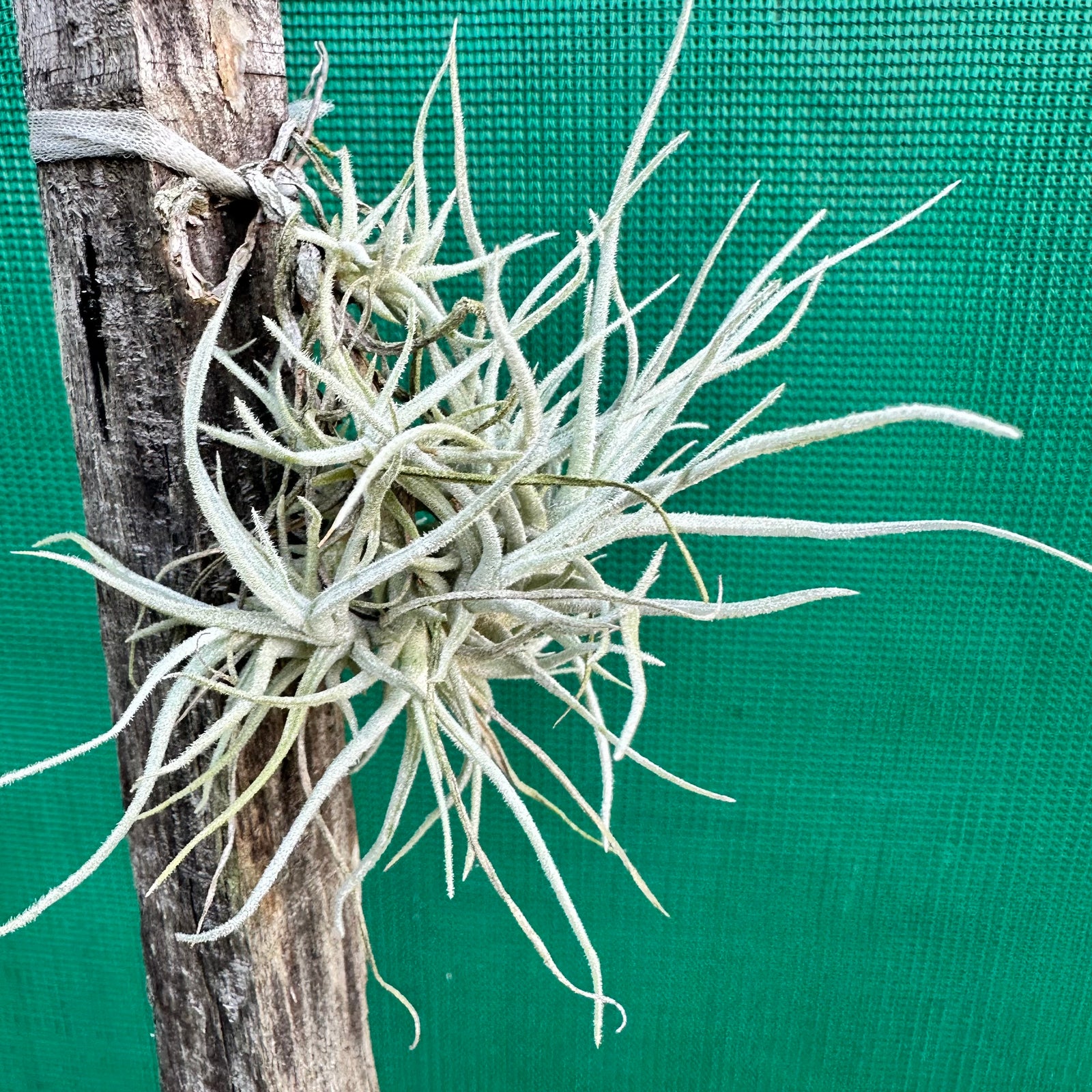 Tillandsia - chusgonensis
