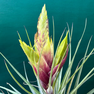 Tillandsia - fasciculata ‘Purple’ ex. BD NEW