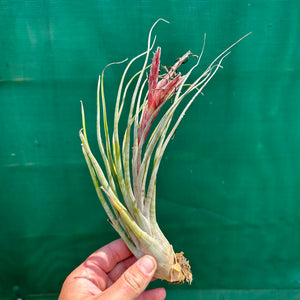 Tillandsia - Veteran x bulbosa ‘Belize’ ex. GS