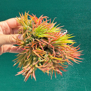 Tillandsia - ionantha 'BOE714' ex. BD NEW