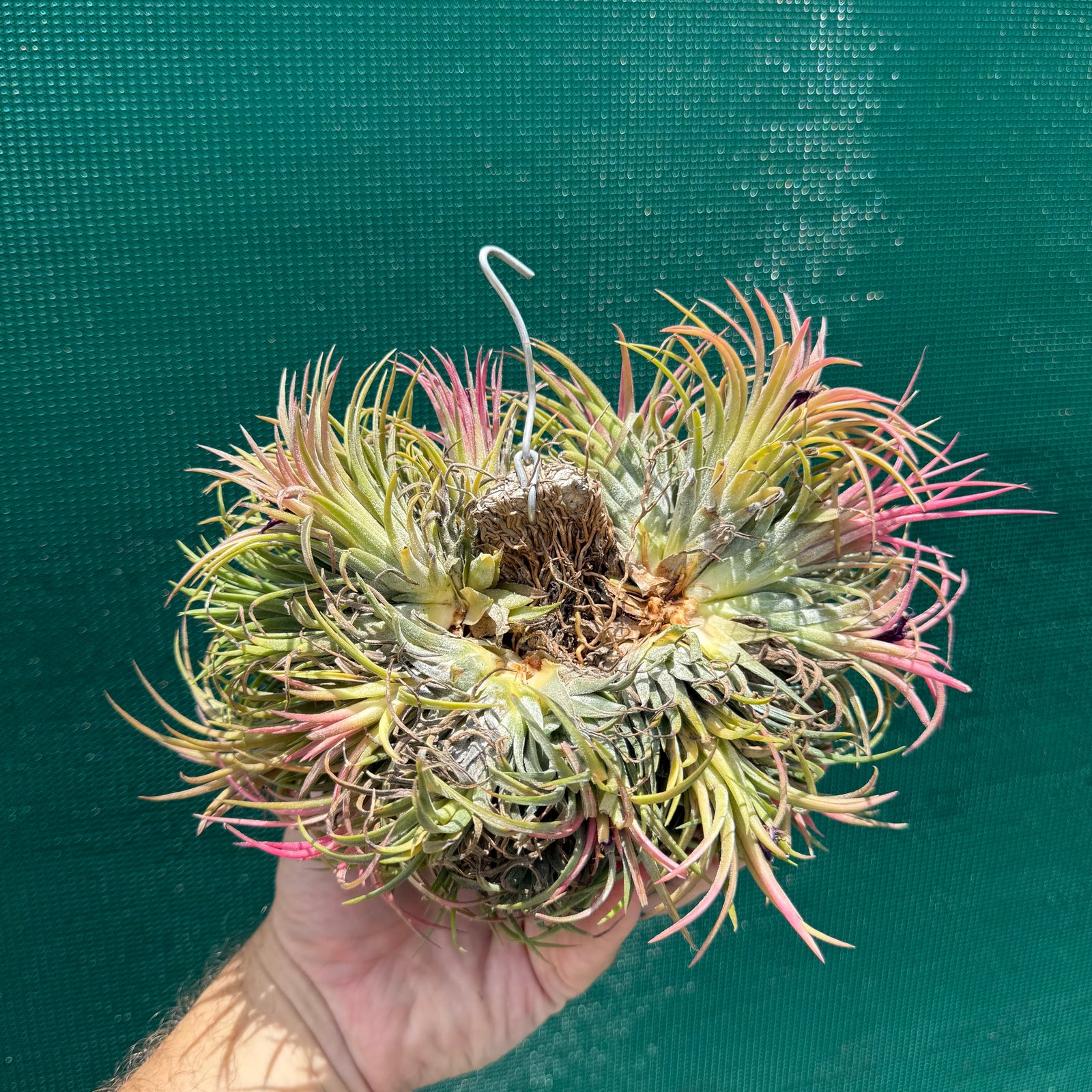Tillandsia ionantha ‘BRT Peach’ (Mature Clump) NEW