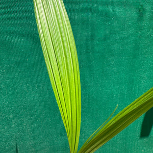 Spathoglottis plicata