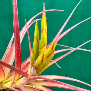 Tillandsia - Capetown NEW