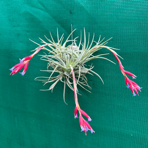 Tillandsia - Veronica's Mariposa ex. GA