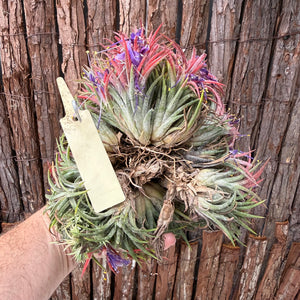 Tillandsia ionantha ‘BOE750’ (Mature Clump) NEW