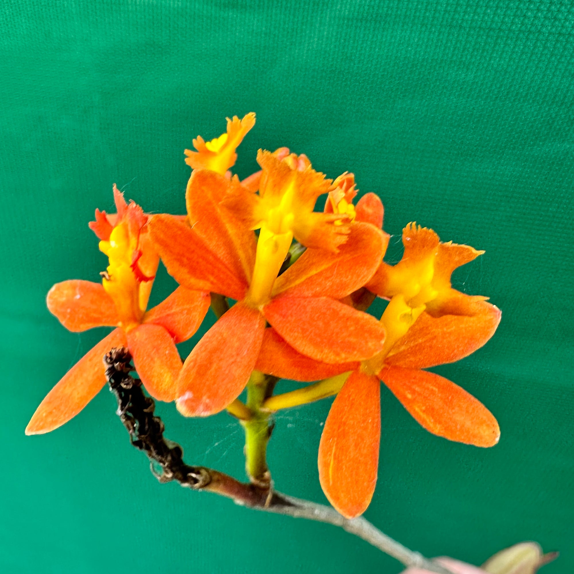 Epidendrum radicans 'Orange' - Air Plant Decor