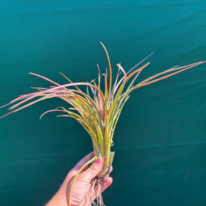 Tillandsia - ionantha x makoyana (Nat. Hybrid) ex. PT NEW