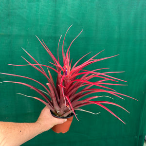 Tillandsia - capitata ‘Cuban Red’ ex. LK NEW