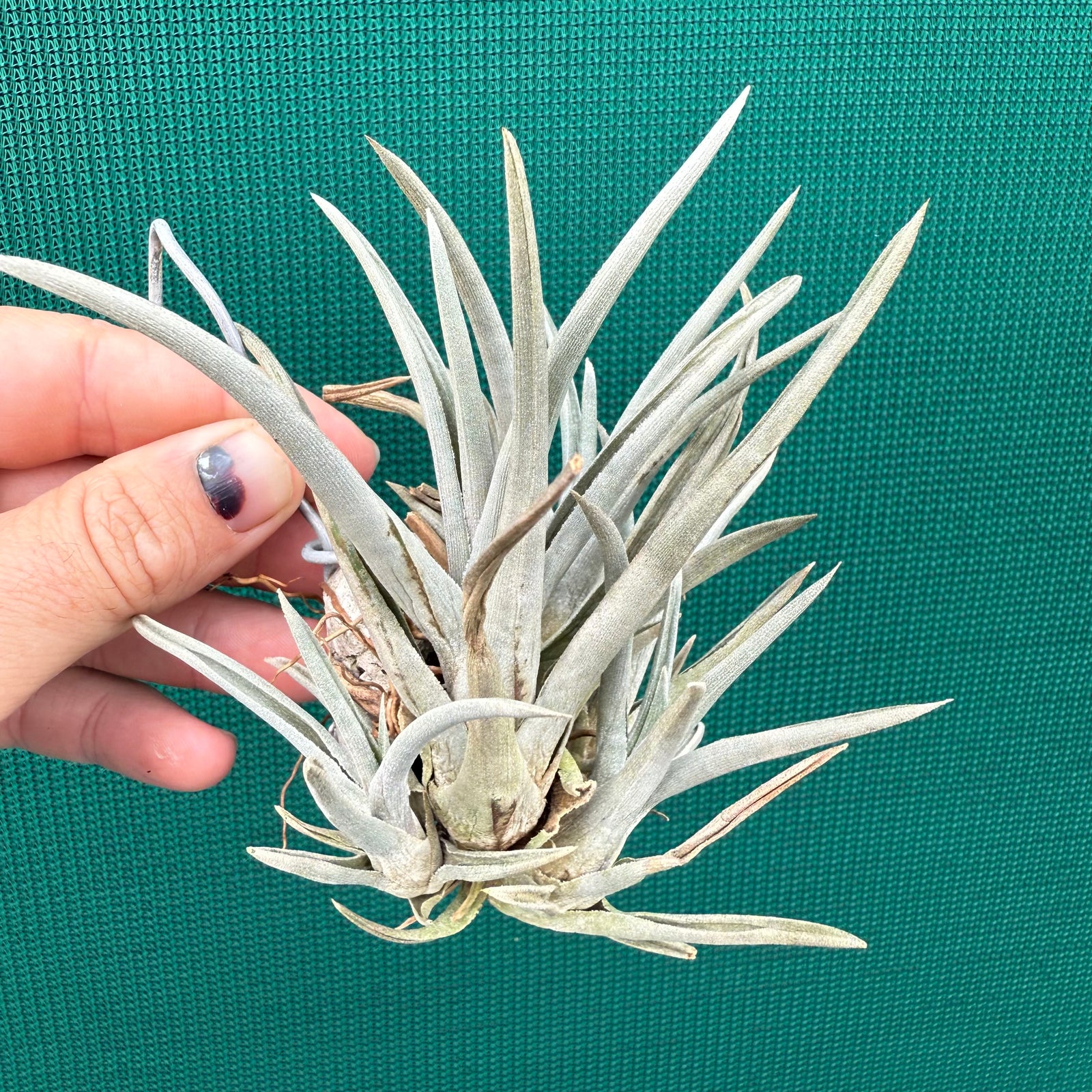 Tillandsia - esseriana ‘Grey Green’ ex. PT NEW