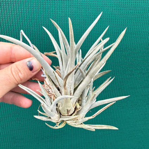 Tillandsia - esseriana ‘Grey Green’ ex. PT NEW