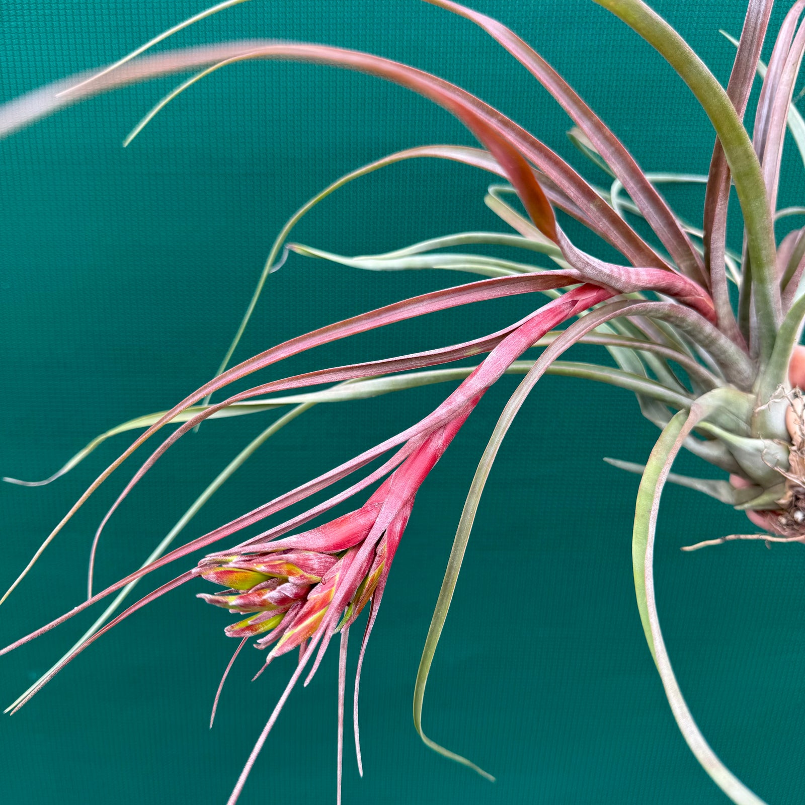 Tillandsia - corella ex. GK