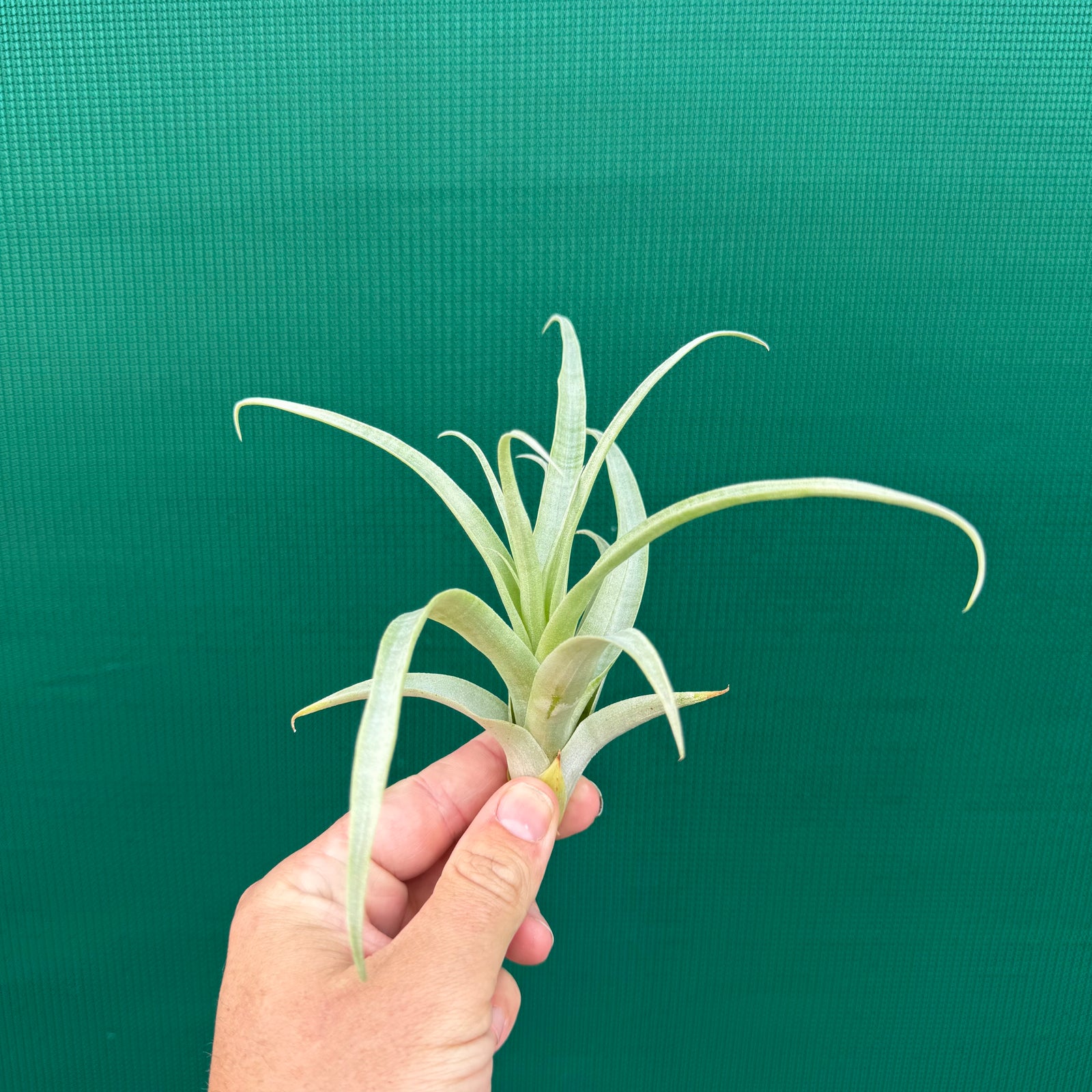 Tillandsia - secunda ‘Silver’ ex. LC