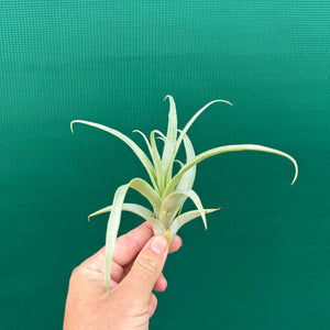 Tillandsia - secunda ‘Silver’ ex. LC