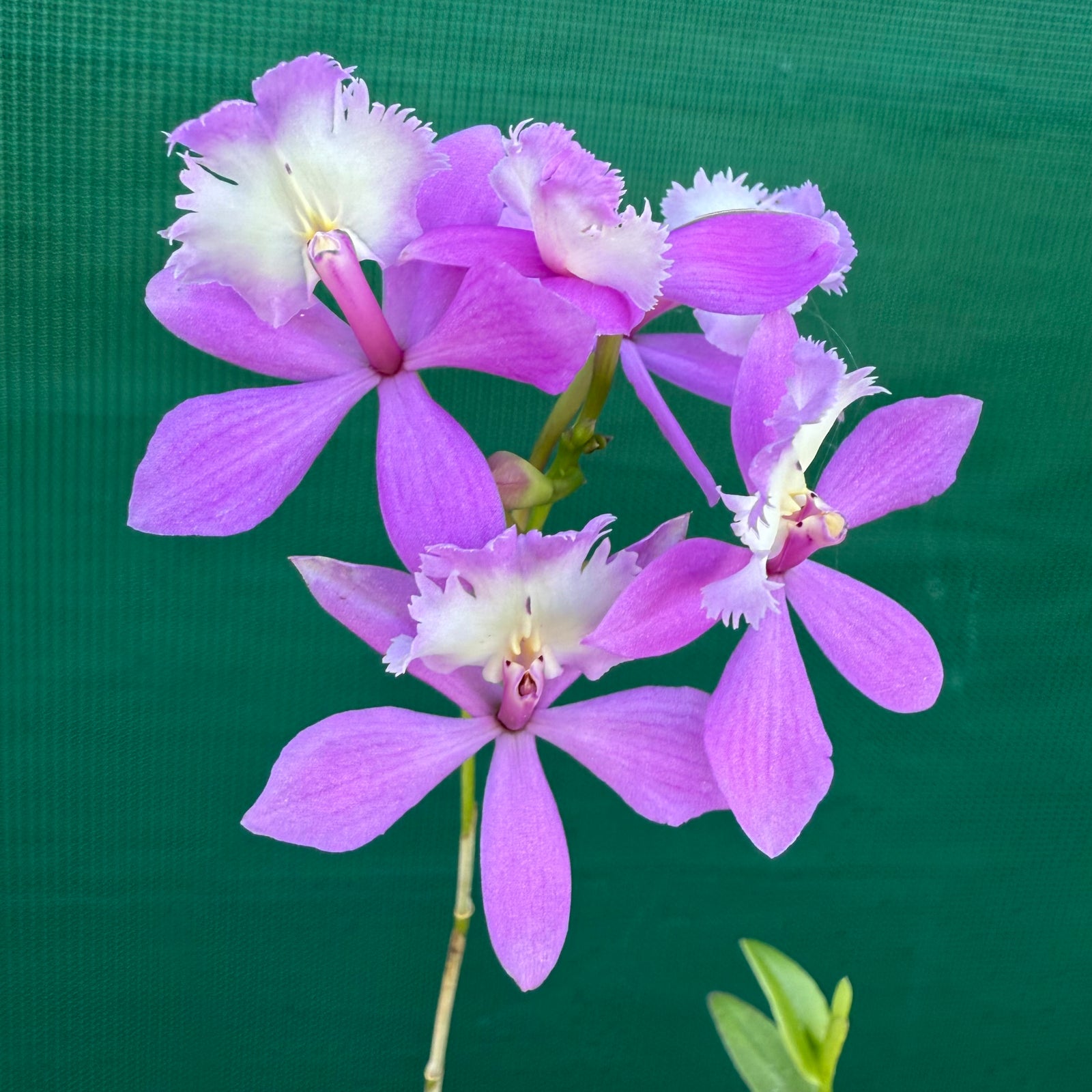 Epidendrum ‘Hybrid Pink’