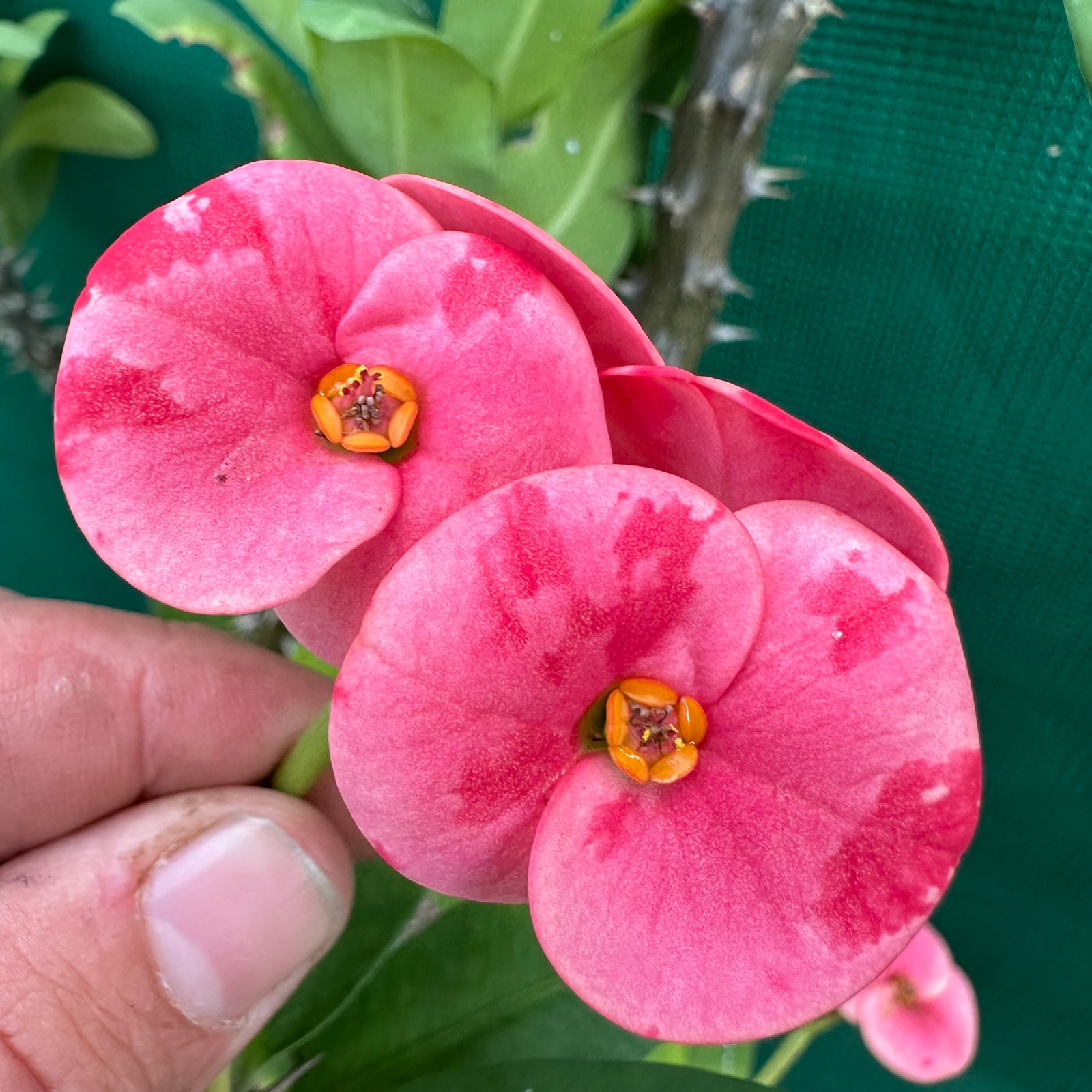 Poysean - Euphorbia milii P006