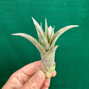 Tillandsia - capitata ‘Marron Double Pupper’ ex. Tropiflora