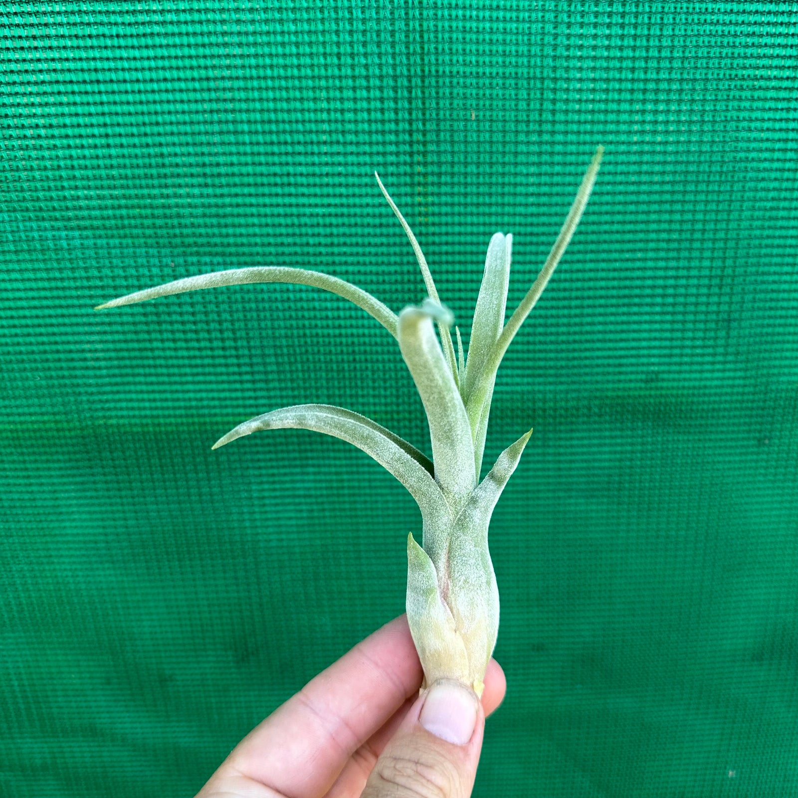 Tillandsia - caput-medusae ex. BH