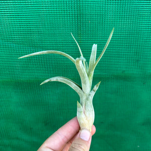 Tillandsia - caput-medusae ex. BH NEW