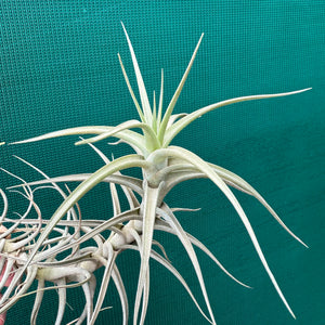 Tillandsia - bergeri ‘Large Form’ ex. CC NEW