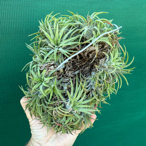 Tillandsia ionantha ‘BOE227’ (Mature Clump)