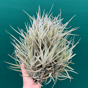 Tillandsia Leon (Mature Clump)