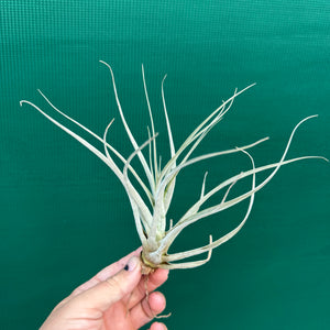 Tillandsia - andreettae NEW
