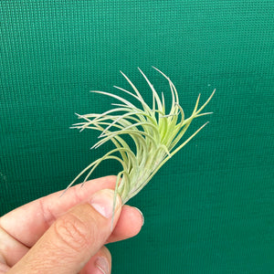 Tillandsia - tenuifolia 'Bonsall Beauty'