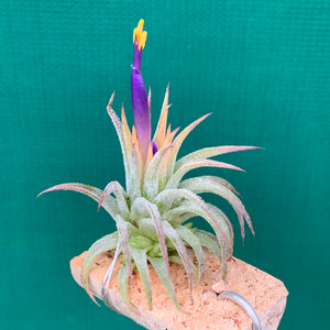 Tillandsia - ionantha ‘Druid Purple Flower’ ex. PT