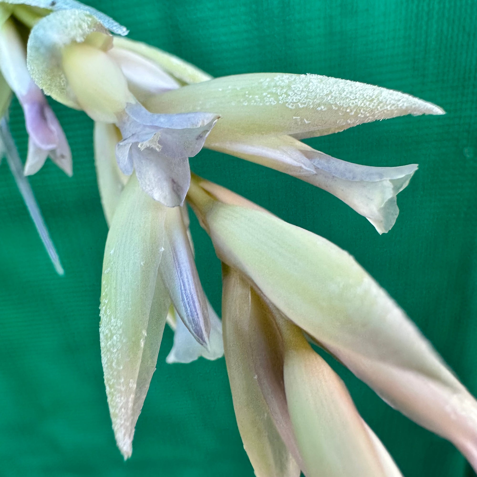 leonamiana air plant Tillandsia - leonamiana 'Blue Flower'