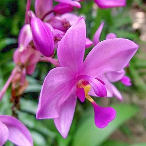 Spathoglottis ‘Purple Haze’