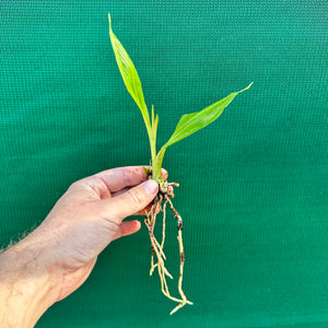 Swamp Orchid - Phaius australis