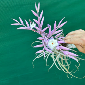 Tillandsia - purpurea x straminea ex. BG NEW