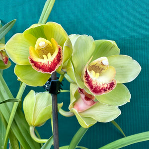 Orchid - Cymbidium ‘Kimberley Splash Teepee’ NEW