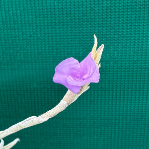 Tillandsia - paleacea ssp. apuramacensis ex. KK NEW