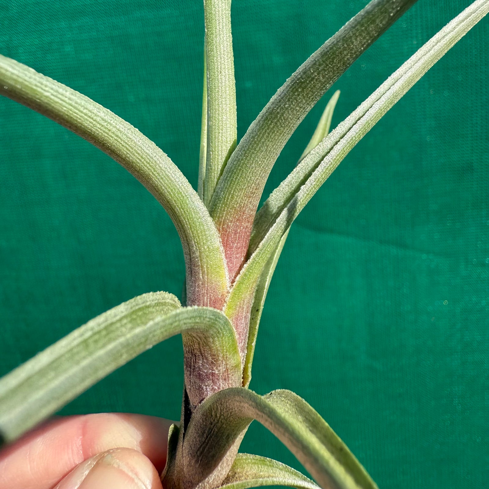 Tillandsia - xiphioides x albertiana ex. Holm