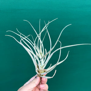 Tillandsia - andreettae NEW