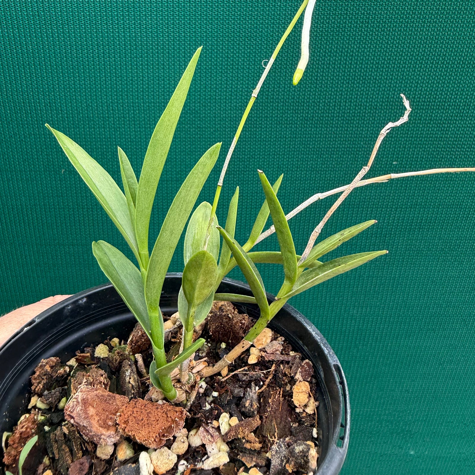 Epidendrum ‘Mini Purple’ NEW