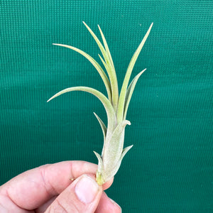 Tillandsia - Mudlo ex. HN NEW