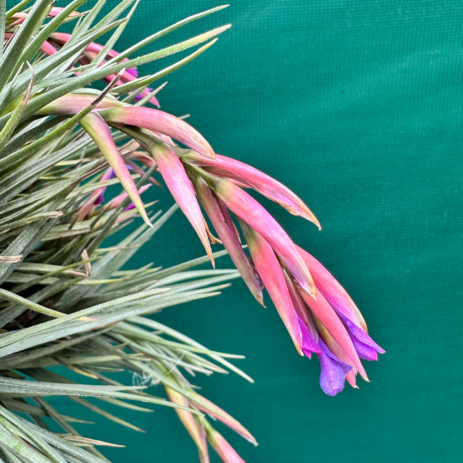 Tillandsia - tenuifolia Hybrid ex. RFI