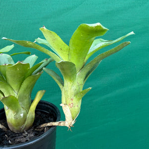 Mini Neoregelia - Short and Sweet NEW