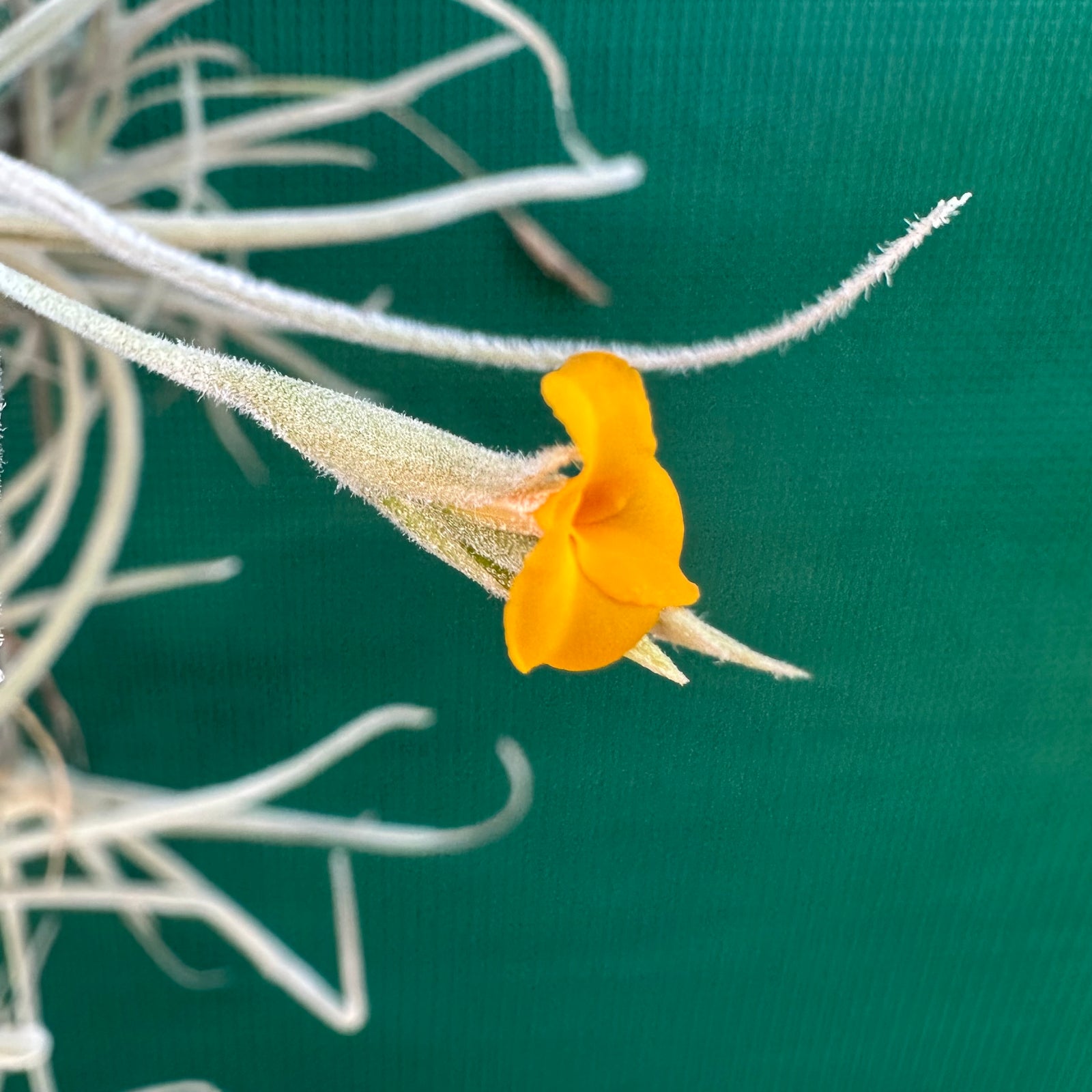Tillandsia - crocata ‘Large Form, Orange Flower’ (Fragrant)