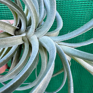 Tillandsia - leonamiana ‘Blue Flower’