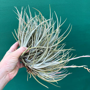 Tillandsia toropiensis ‘Typus’ (Mature Clump)