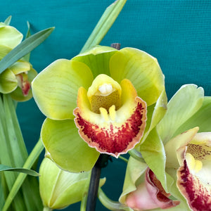 Orchid - Cymbidium ‘Kimberley Splash Teepee’ NEW