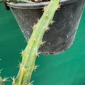 Selenicereus pteranthus EP18