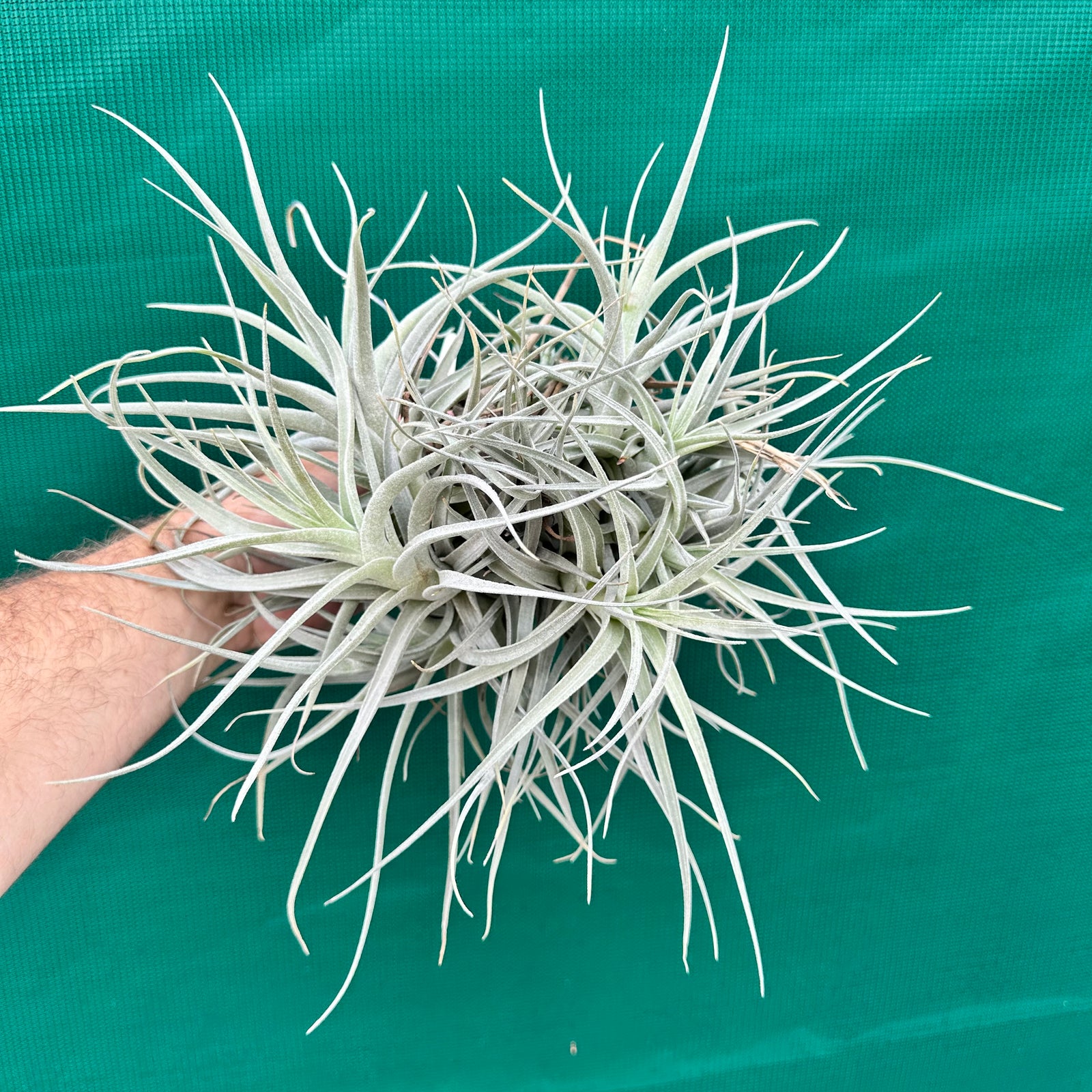Tillandsia - leonamiana BFPB ex. PT